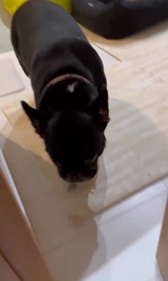 ちはやちゃん&いろは君の外出時と帰宅時の反応8