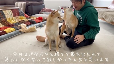 男性のそばに集まる2匹の柴犬