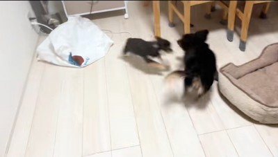 一緒に遊ぶ2匹の犬