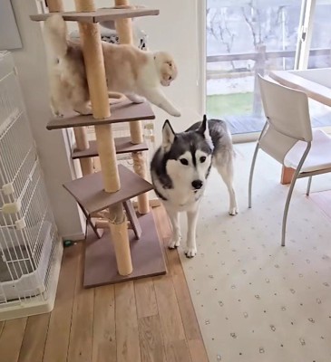 お転婆なじゅんちゃんが…