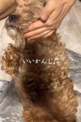 白目の犬