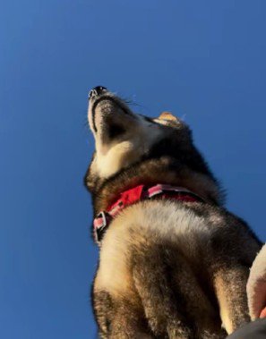 ピカチュウのポジション…！