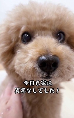 「自宅警備は異常なしだよ！」