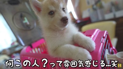 元気な子犬さん