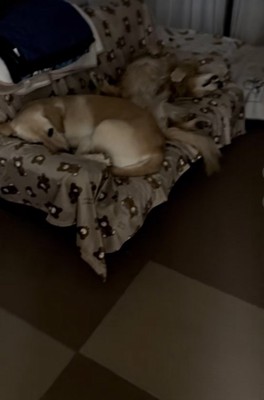 ソファーで眠る大型犬達