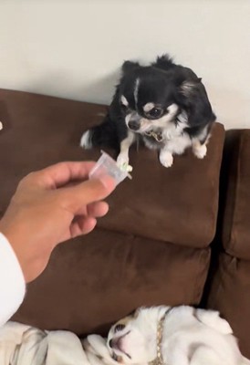 オレオちゃん＆マツちゃんの反応6