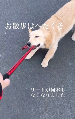 リードをくわえて動かない犬