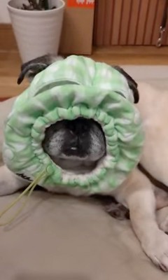 被り物を顔につける犬