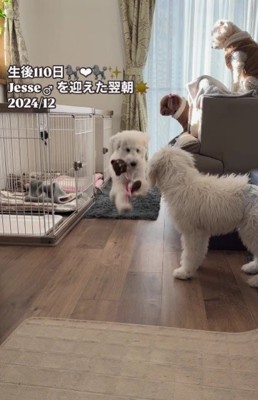 子犬の名前はジェシーくん♡