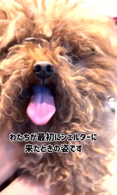 毛がボサボサのトイプードル