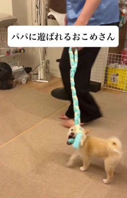 パパと遊ぶおこめちゃん