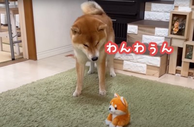 話しかける柴犬