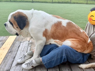 セントバーナード