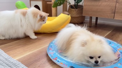 ポテチくんが自らベッドの上へ