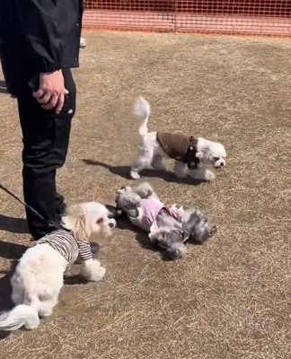 降参する陽菜ちゃん