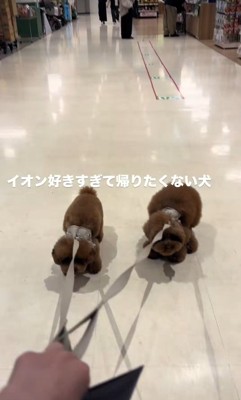 引きずられる2匹
