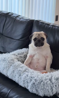 人間のように座るまめぞう君3