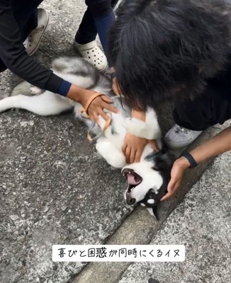 撫でられるキラくん