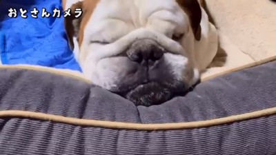 留守番中のまめちゃん