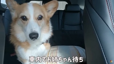 車の中の犬