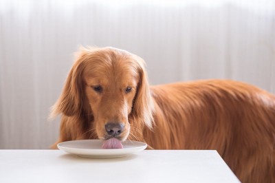 テーブルの上のお皿を舐める犬