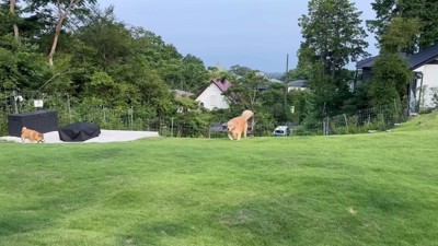 パパとキャッチボール