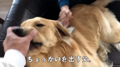 ちょっかいをだすパパさん