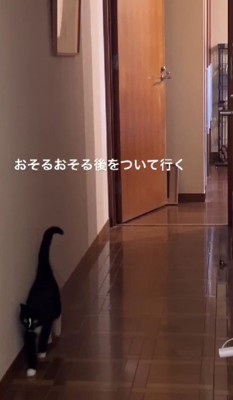 恐る恐る歩き出した子猫