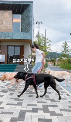 盲導犬繁殖犬の黒いワンコ