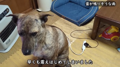 雷を怖がるりゅうさん＆励ます家族2