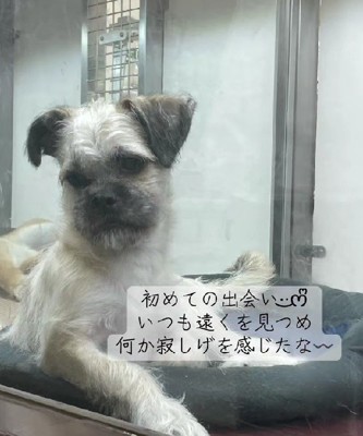 売れ残っていた犬