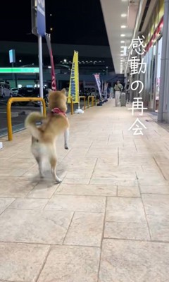 飛び跳ねる柴犬
