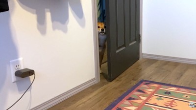 隙間からじーっ