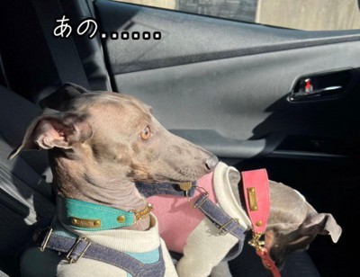 車で犬と一緒にドライブ