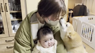 ママのにおいをかぐ柴犬