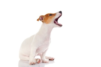 口を開ける犬