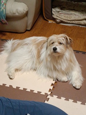 もはや別の犬！！