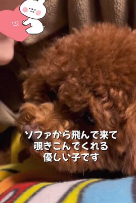 これからは幸せに暮らせるね