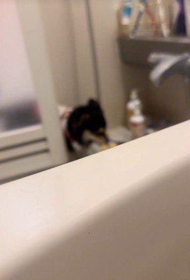 おもちゃをくわえて登場