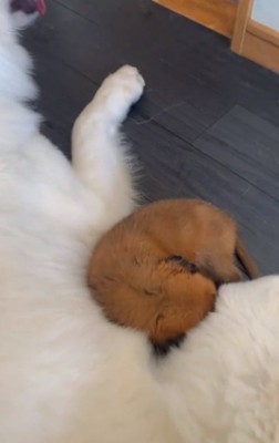 ウルちゃんに包まれて眠る子犬