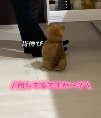 座る子犬