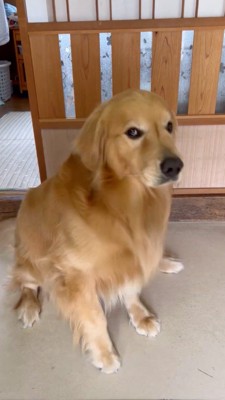 男性に声をかけられ体勢を変える犬