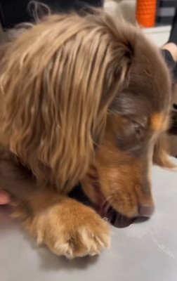 Appleマークを舐める犬