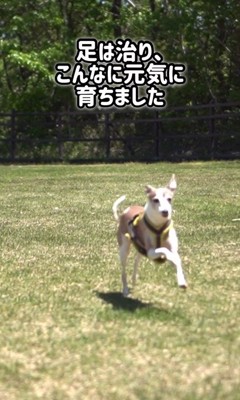 とらきち君のビフォーアフター9