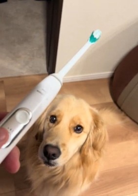 歯ブラシを見る犬