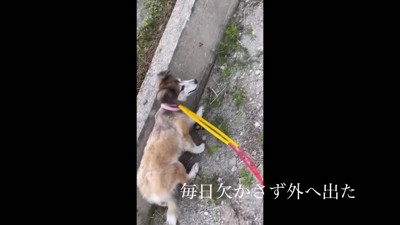 お散歩練習を続けたら…