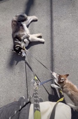 微動だにしない兄