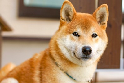 こちらを見る柴犬