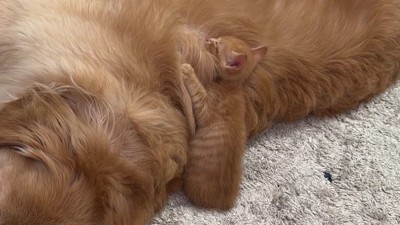 おからちゃんに甘える子猫