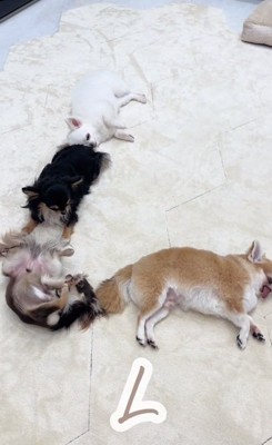 Lを作るチワワたち